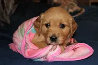 Pearl - (pink collar) Female, a female Golden Retriever for sale in Greensboro, MD – 1 of 4