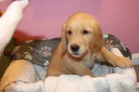 Cooper - (Pink collar) Male, a male Golden Retriever for sale in Greensboro, MD – 7 of 7