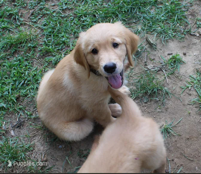 Finn - (light blue collar) Male – Golden Retriever puppy on hold in Greensboro, MD