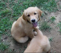 Finn - (light blue collar) Male, a male Golden Retriever for sale in Greensboro, MD – 1 of 7