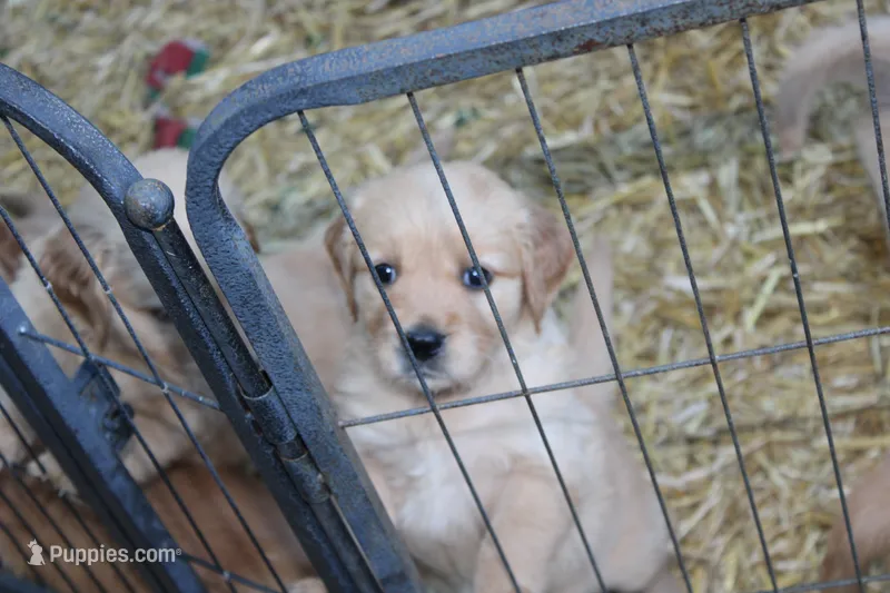 Jax - (black collar) Male – Golden Retriever puppy for sale in Greensboro, MD