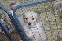 Jaxx - (black collar) Male, a male Golden Retriever for sale in Greensboro, MD – 2 of 4
