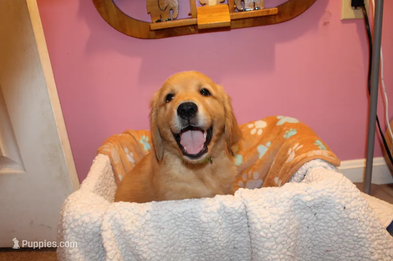 Blaze - (tan collar) Male – Golden Retriever puppy for sale in Greensboro, MD