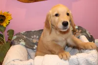 Cooper - (Pink collar) Male, a male Golden Retriever for sale in Greensboro, MD – 4 of 7