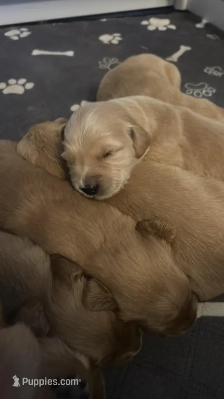 Oliver (Ollie) – Golden Retriever puppy for sale in Greensboro, MD
