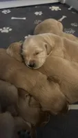 Oliver (Ollie), a male Golden Retriever for sale in Greensboro, MD – 1 of 2