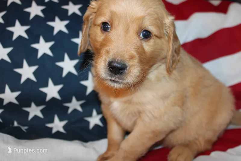 Pearl - (pink collar) Female – Golden Retriever puppy for sale in Greensboro, MD