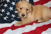 Rusty - (orange collar) Male, a male Golden Retriever for sale in Greensboro, MD – 2 of 6