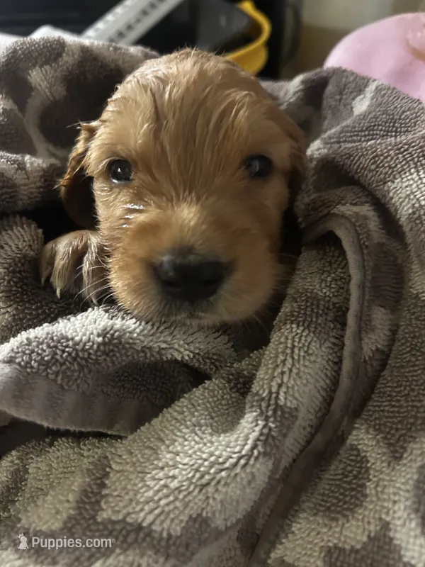 Rusty - (green collar) Male – Golden Retriever puppy for sale in Greensboro, MD