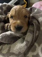 Rusty - (green collar) Male, a male Golden Retriever for sale in Greensboro, MD – 1 of 4
