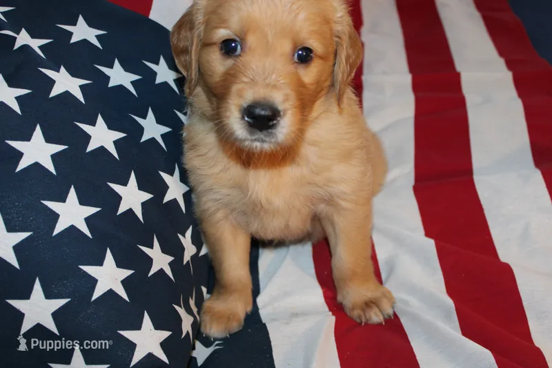 Finn - (light blue collar) Male – Golden Retriever puppy for sale in Greensboro, MD
