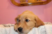 Tom - (lime collar) Male, a male Golden Retriever for sale in Greensboro, MD – 1 of 8