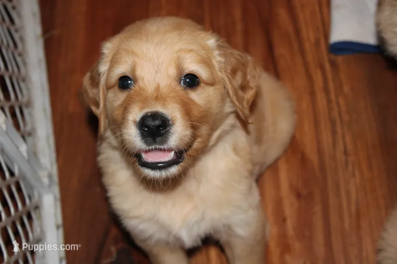 Rusty - (orange collar) Male – Golden Retriever puppy for sale in Greensboro, MD