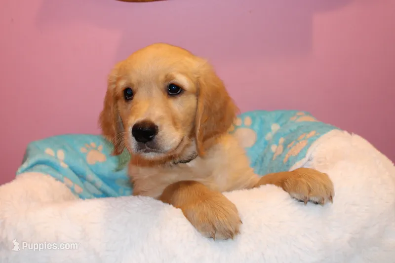 Jaxx - (black collar) Male – Golden Retriever puppy for sale in Greensboro, MD