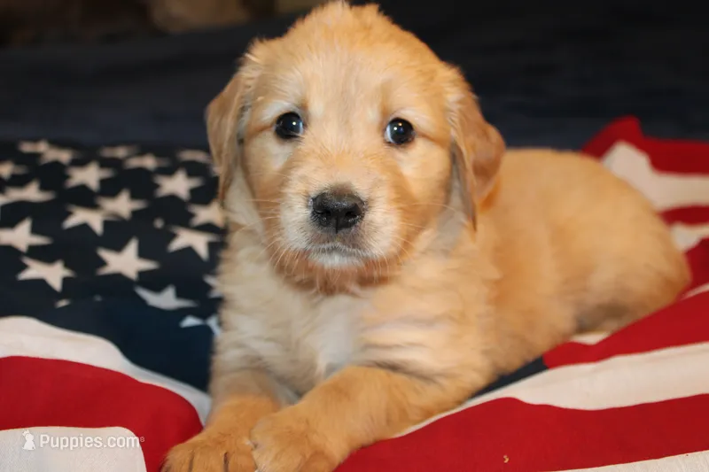 Oliver (Ollie) - (red collar) Male – Golden Retriever puppy for sale in Greensboro, MD