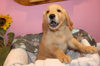 Cooper - (Pink collar) Male, a male Golden Retriever for sale in Greensboro, MD – 2 of 7