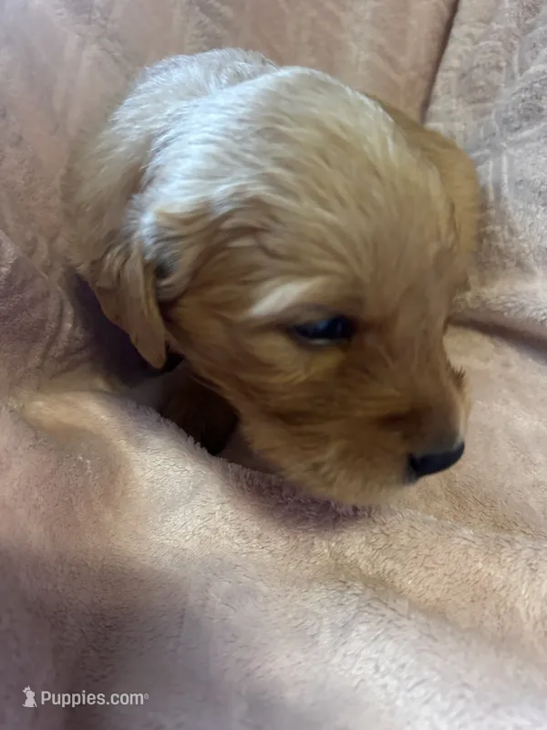 Alice – Golden Retriever puppy for sale in Greensboro, MD