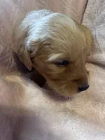 Alice - (purple collar) Female , a female Golden Retriever for sale in Greensboro, MD – 2 of 4