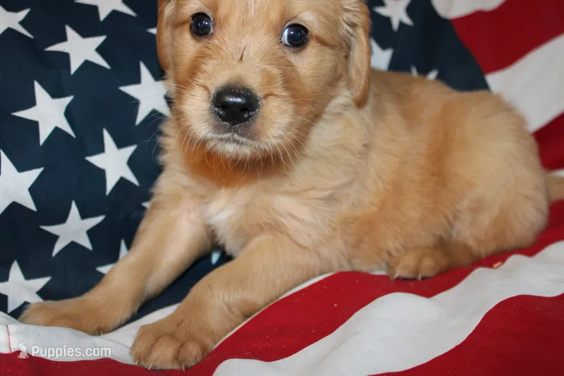 Tom - (lime collar) Male – Golden Retriever puppy for sale in Greensboro, MD