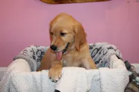 Tom - (lime collar) Male, a male Golden Retriever for sale in Greensboro, MD – 5 of 8