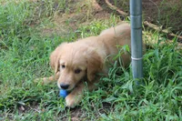 Rusty - (Teal collar) Male, a male Golden Retriever for sale in Greensboro, MD – 9 of 10