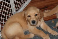 Jaxx - (black collar) Male, a male Golden Retriever for sale in Greensboro, MD – 4 of 4