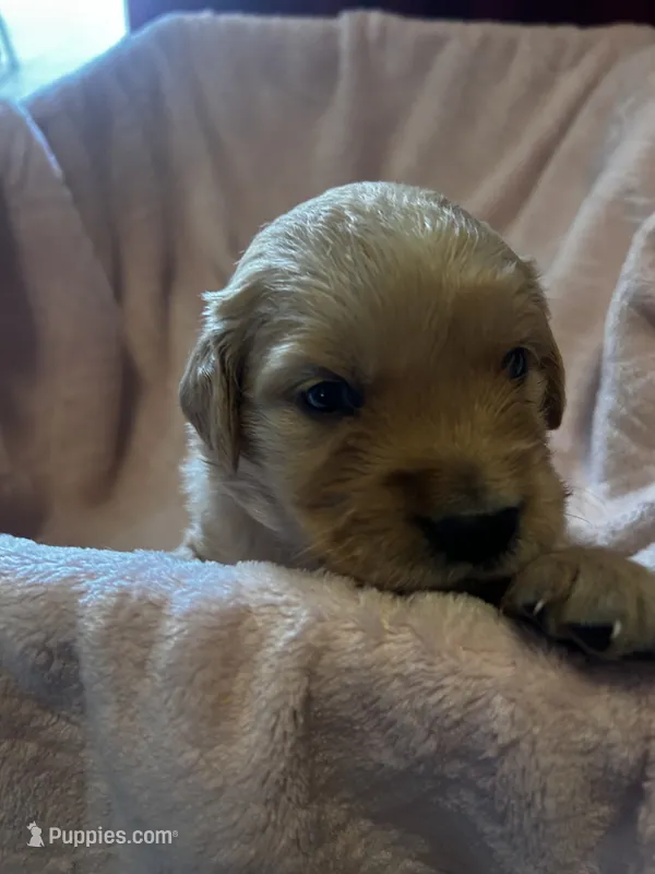 Blaze – Golden Retriever puppy for sale in Greensboro, MD