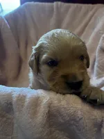 Blaze - (tan collar) Male, a male Golden Retriever for sale in Greensboro, MD – 2 of 5
