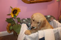 Cooper - (Pink collar) Male, a male Golden Retriever for sale in Greensboro, MD – 5 of 7