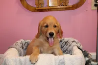 Tom - (lime collar) Male, a male Golden Retriever for sale in Greensboro, MD – 6 of 8