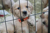 Rusty - (orange collar) Male, a male Golden Retriever for sale in Greensboro, MD – 1 of 6