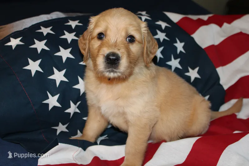 Blaze - (tan collar) Male – Golden Retriever puppy for sale in Greensboro, MD