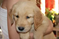 Jaxx - (black collar) Male, a male Golden Retriever for sale in Greensboro, MD – 1 of 4