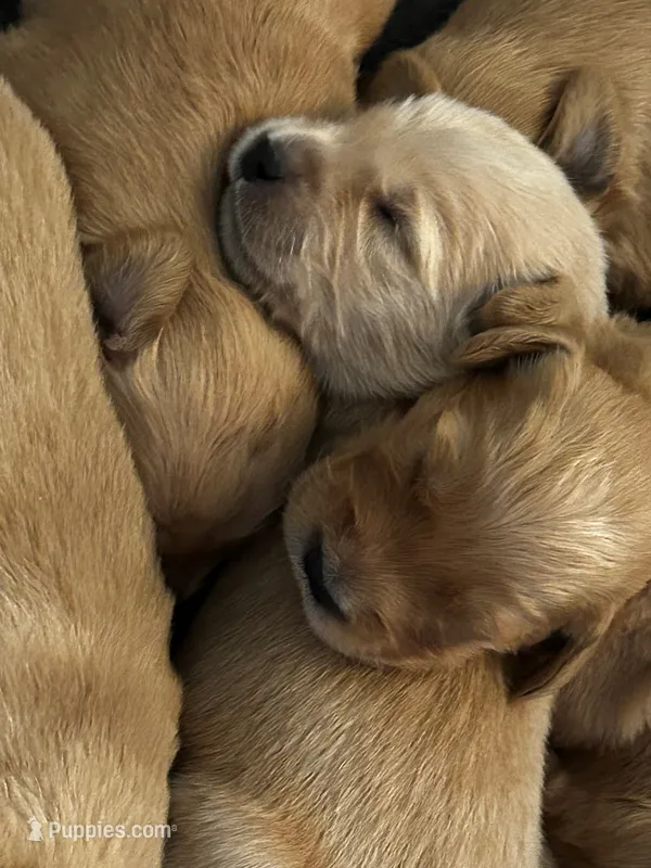 Finn – Golden Retriever puppy for sale in Greensboro, MD