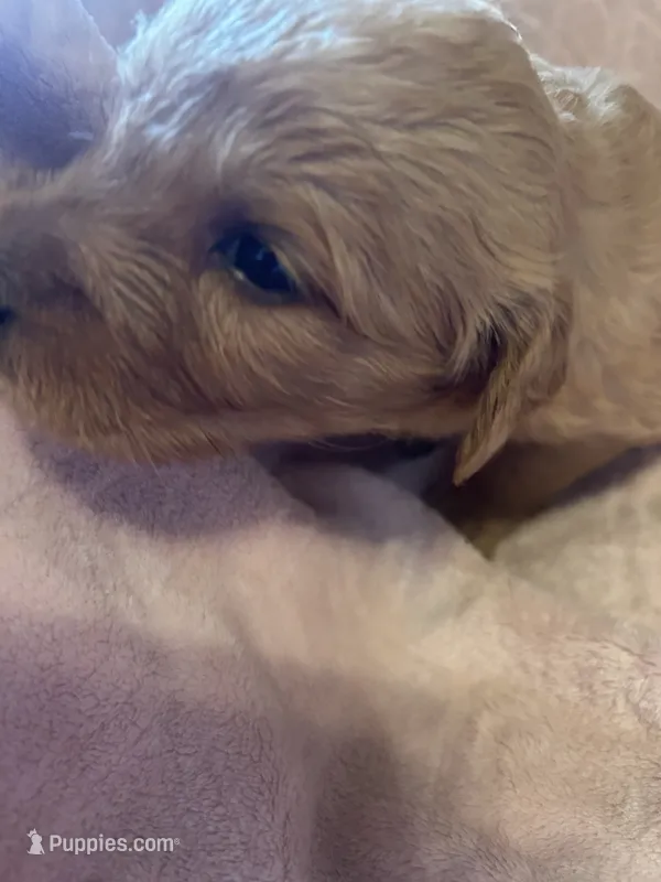 Jax – Golden Retriever puppy for sale in Greensboro, MD