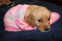 Pearl - (pink collar) Female, a female Golden Retriever for sale in Greensboro, MD – 4 of 4