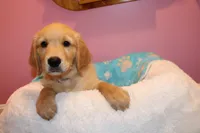 Finn - (light blue collar) Male, a male Golden Retriever for sale in Greensboro, MD – 3 of 7