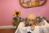 Cooper - (Pink collar) Male, a male Golden Retriever for sale in Greensboro, MD – 3 of 7