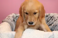 Tom - (lime collar) Male, a male Golden Retriever for sale in Greensboro, MD – 4 of 8