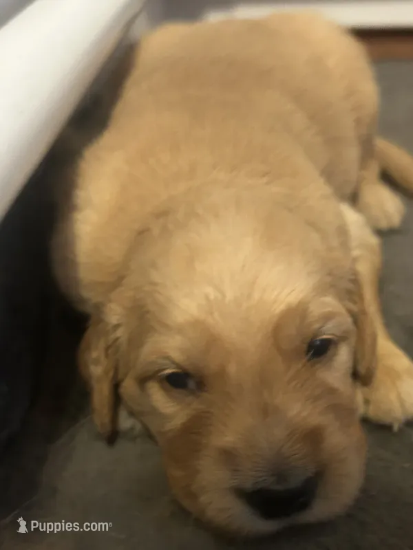 Cooper – Golden Retriever puppy for sale in Greensboro, MD
