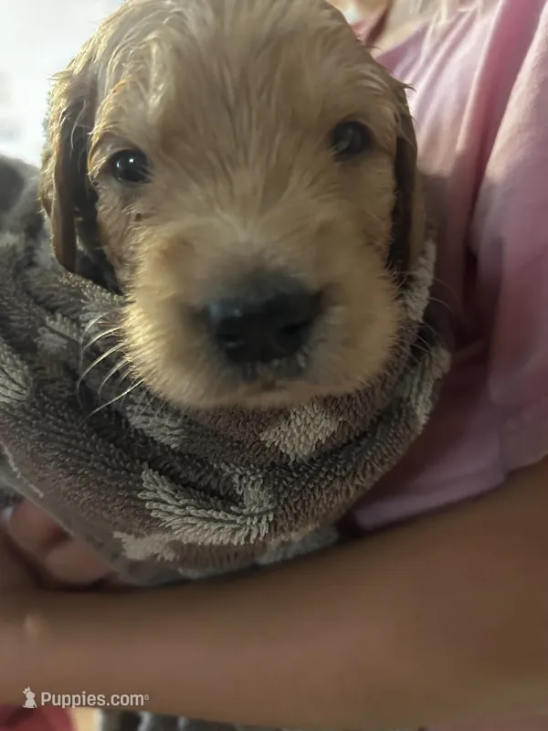 Oliver (Ollie) - (red collar) Male – Golden Retriever puppy for sale in Greensboro, MD