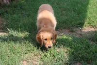 Finn - (light blue collar) Male, a male Golden Retriever for sale in Greensboro, MD – 7 of 7