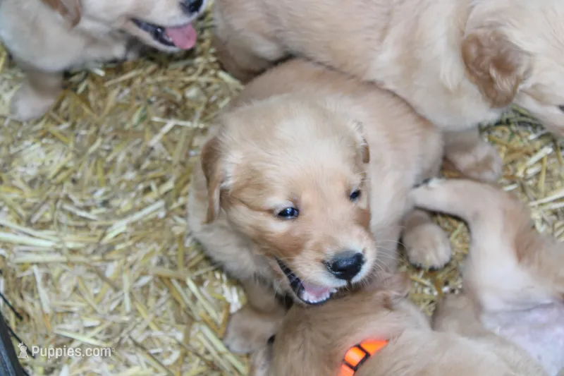 Cooper - (yellow collar) Male – Golden Retriever puppy for sale in Greensboro, MD