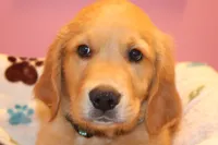 Rusty - (Teal collar) Male, a male Golden Retriever for sale in Greensboro, MD – 5 of 10