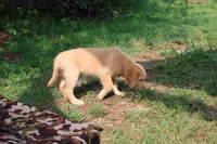 Blaze - (tan collar) Male, a male Golden Retriever for sale in Greensboro, MD – 5 of 6