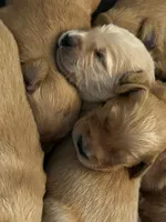 Cooper, a male Golden Retriever for sale in Greensboro, MD – 2 of 5