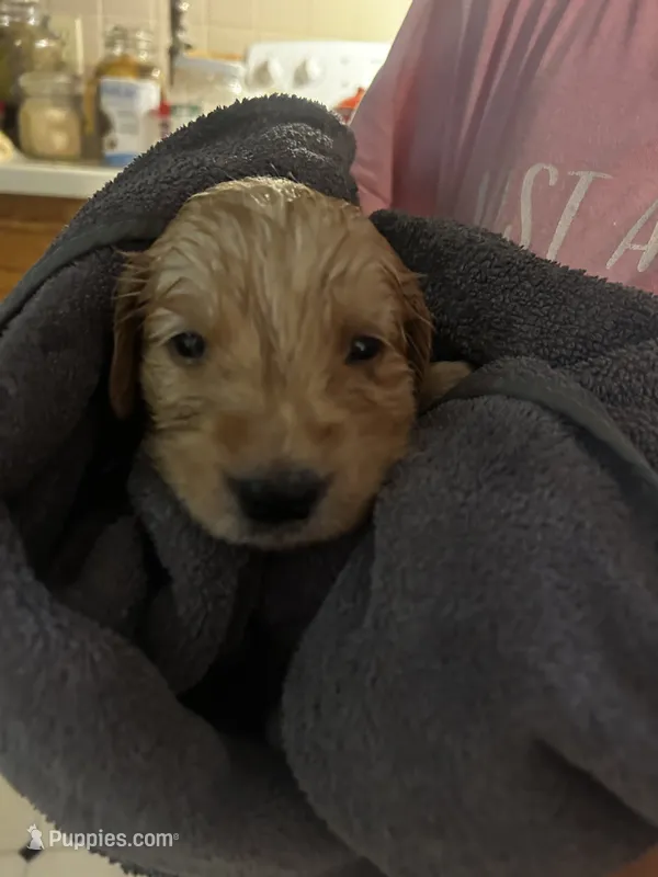 Cooper - (yellow collar) Male – Golden Retriever puppy for sale in Greensboro, MD