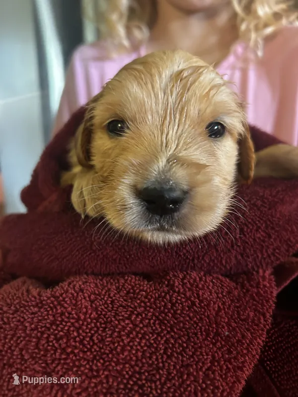 Finn - (light blue collar) Male – Golden Retriever puppy for sale in Greensboro, MD