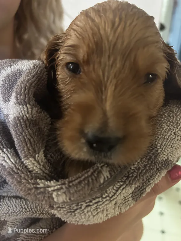 Blaze - (tan collar) Male – Golden Retriever puppy for sale in Greensboro, MD