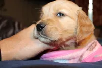 Pearl - (pink collar) Female, a female Golden Retriever for sale in Greensboro, MD – 2 of 4